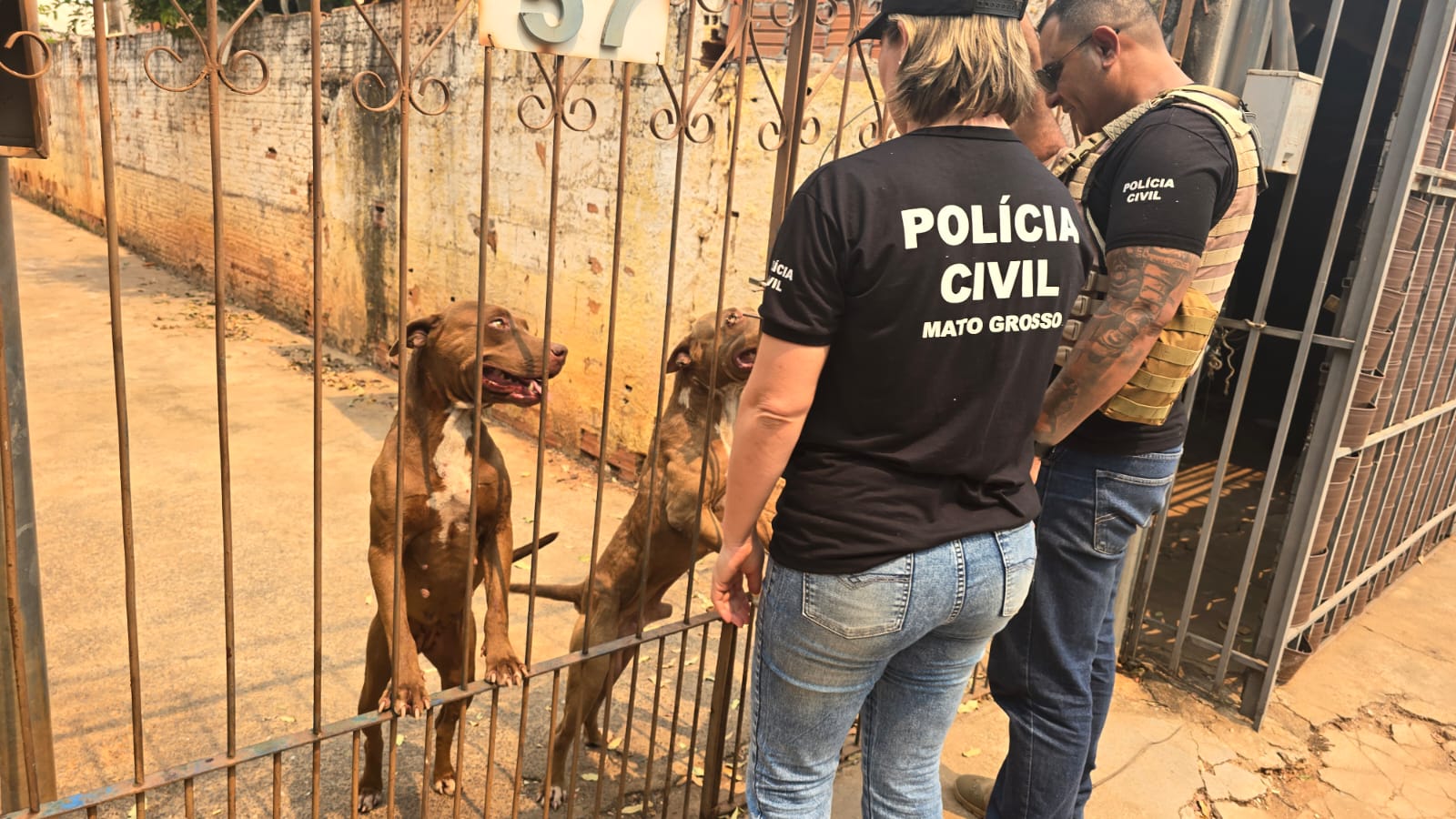 Polícia Civil prende tutora de cães pitbull encontrados em situação de maus-tratos