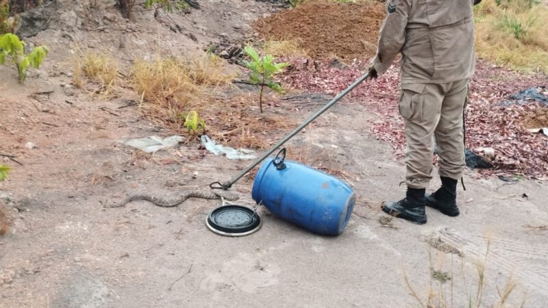 Bombeiros resgatam cobra jararaca de 1 metro em zona urbana