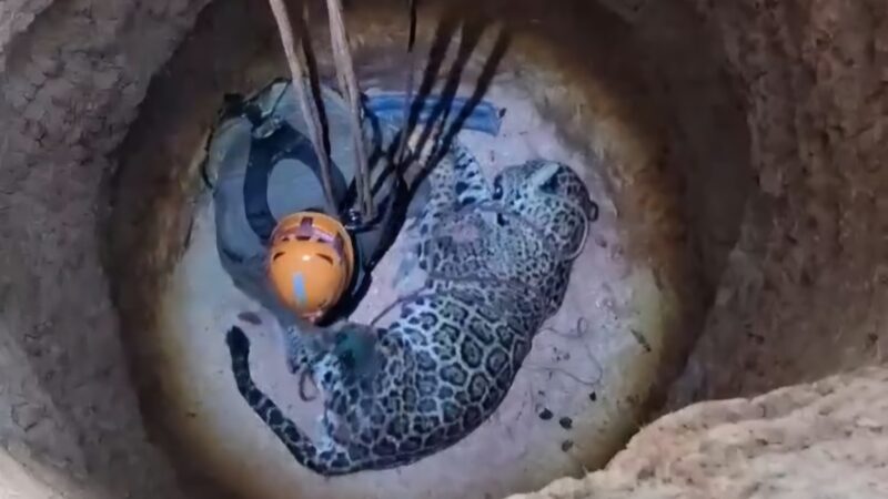 Corpo de Bombeiros e Sema resgatam onça-pintada que caiu em poço desativado de fazenda