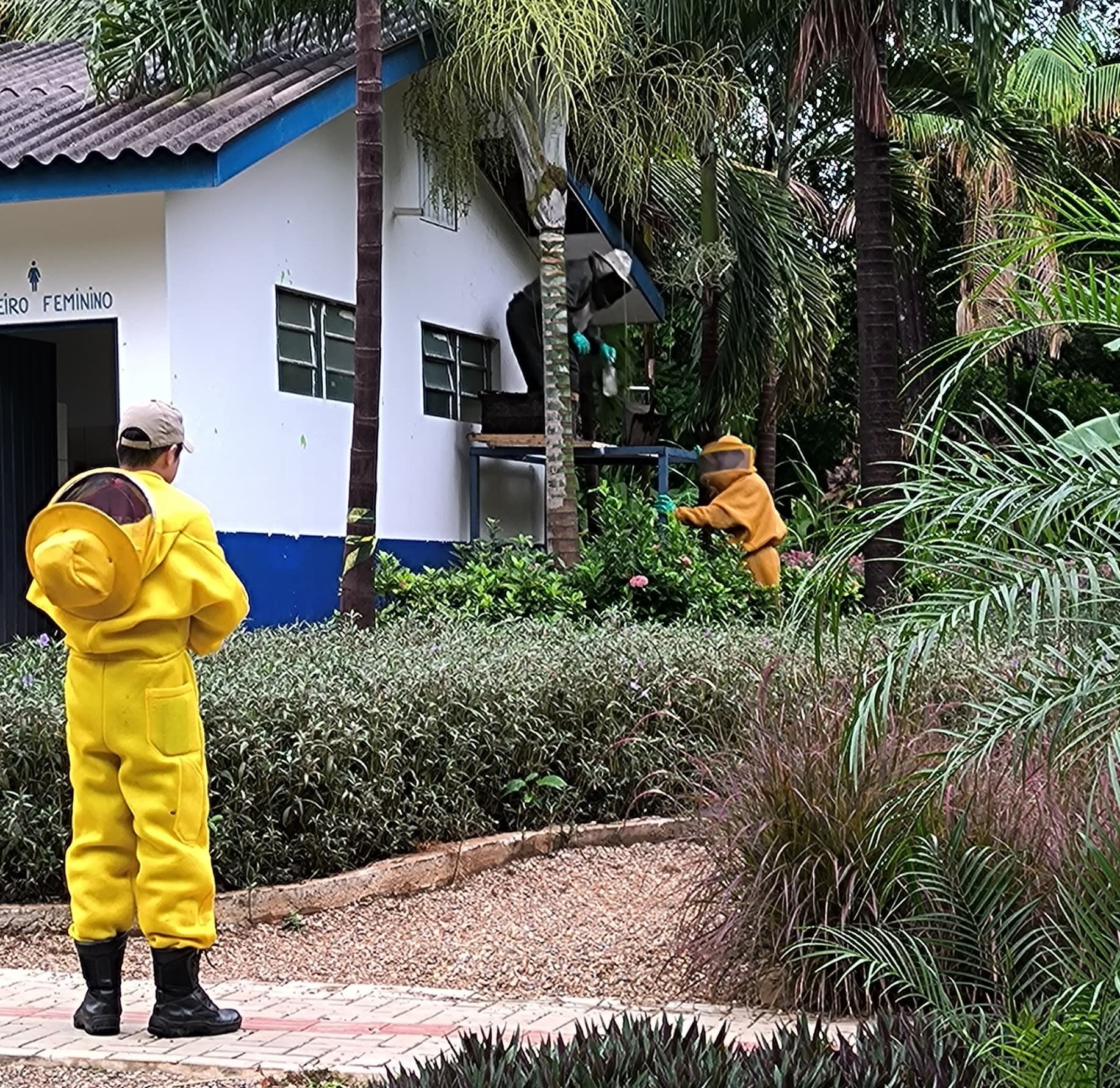 Corpo de Bombeiros remove enxame de abelhas que estava em telhado de banheiro de Parque Municipal