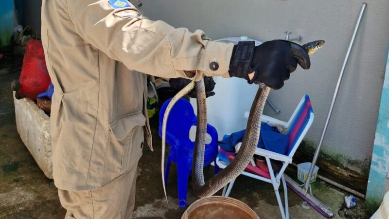 Corpo de Bombeiros alerta para aparecimento de animais peçonhentos em áreas urbanas
