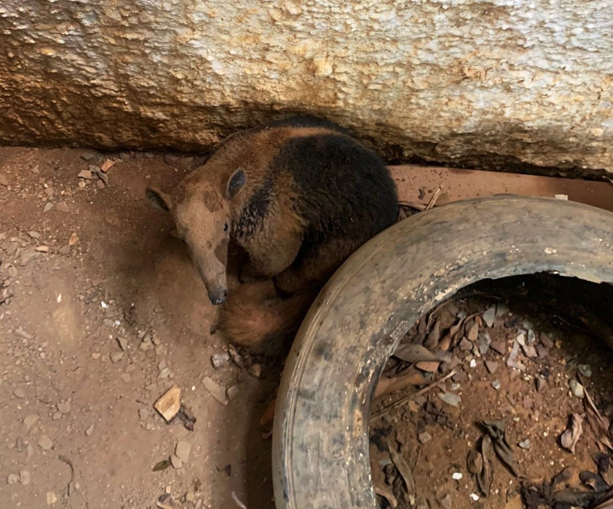 Corpo de Bombeiros resgata cão, porco-espinho e tamanduá-mirim de locais de risco