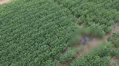 Sinop: Cadaver é localizado em plantação as margens da MT-140