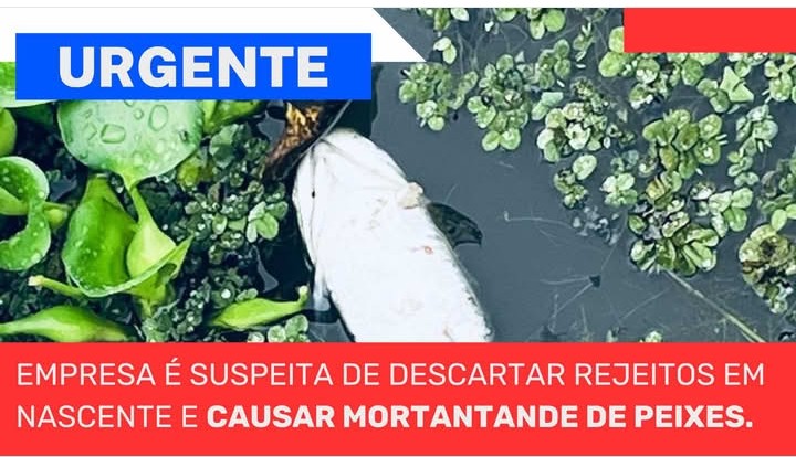 Dano Ambiental em Sinop: Empresa Suspeita de Descartar Resíduos e Envenenar Nascente, Causando Mortandade em Massa de Peixes