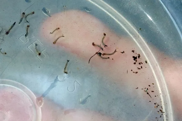 Casos de dengue aumentam 160% em Lucas do Rio Verde; chikungunya sobe 225%