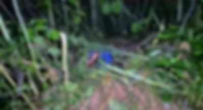 Sinop: Corpo é encontrado dentro de mata com mãos e pés amarrados