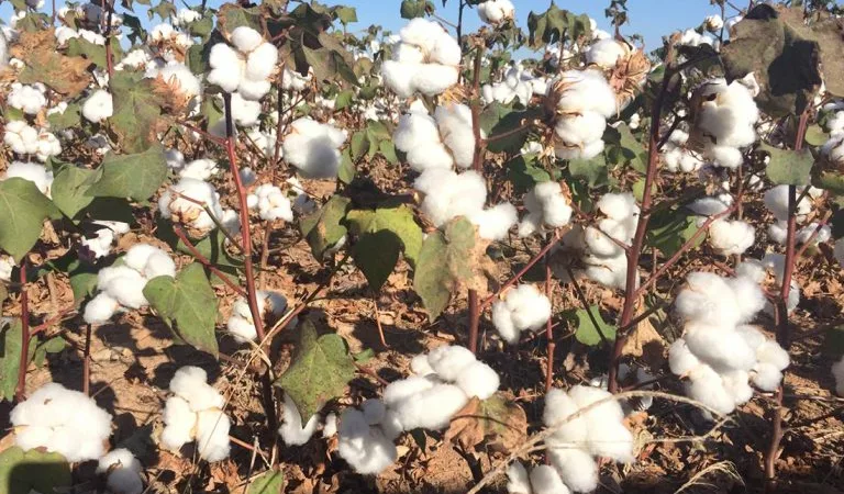 Prazo para Cadastramento de Produtores de Algodão em Mato Grosso Termina neste Sábado