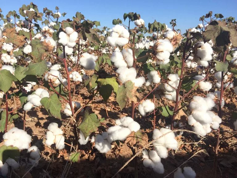 Prazo para Cadastramento de Produtores de Algodão em Mato Grosso Termina neste Sábado