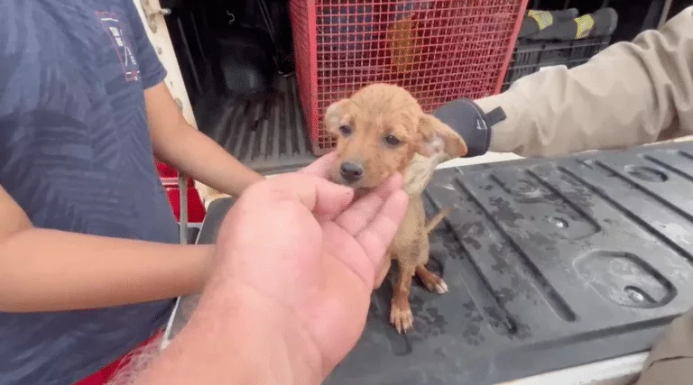 Sinop: dois cachorros que caíram em bueiro são resgatados pelos bombeiros
