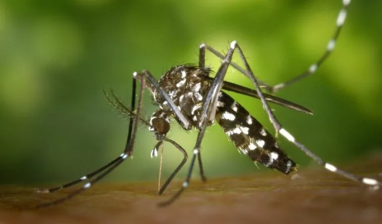 Sinop: Saúde nega falta de testes para dengue e chikungunya