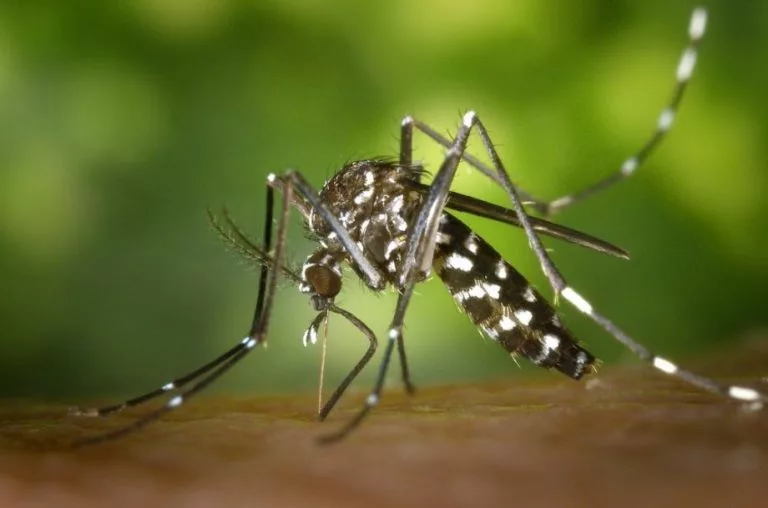 Sinop: Saúde nega falta de testes para dengue e chikungunya