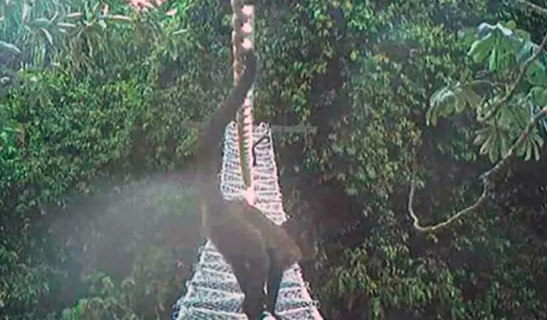 Projeto Reconecta: Conectando Fauna e Comunidade em Alta Floresta