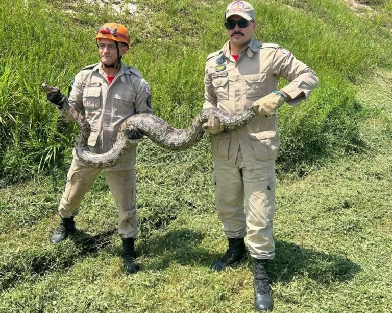 Corpo de Bombeiros resgata jiboia de cerca de 4 metros e cão pitbull