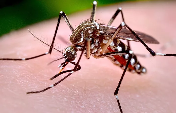 Sinop: ministério divulga 1,7 mil casos de dengue e 986 de chikungunya