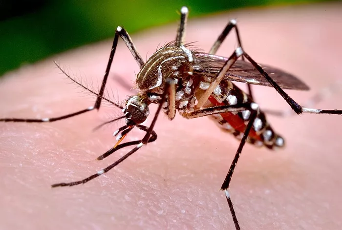 Sinop: ministério divulga 1,7 mil casos de dengue e 986 de chikungunya