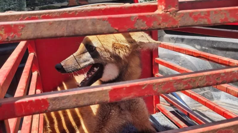 Corpo de Bombeiros resgata lobo-guará que ficou preso em restaurante em Jaciara