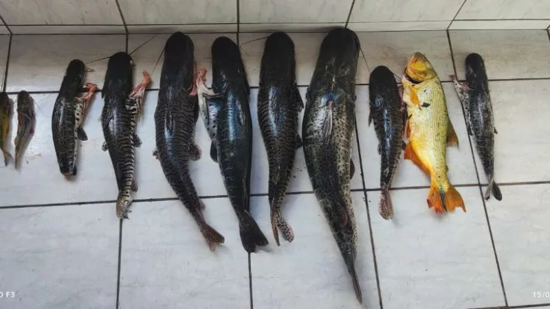 PM apreende 80 quilos de pescado irregular e prende dupla por crime ambiental em zona rural