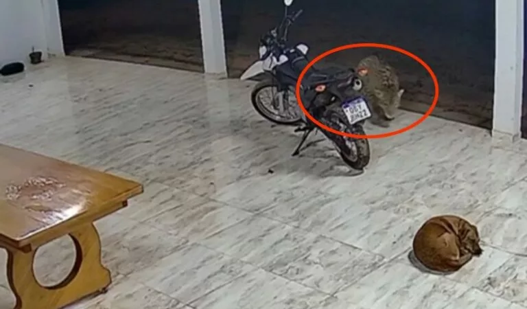 Onça-pintada invade quintal e mata cachorro no norte de Mato Grosso