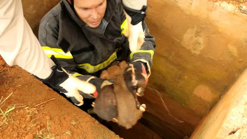Filhotes de cão abandonados em bueiro são resgatados pelos bombeiros