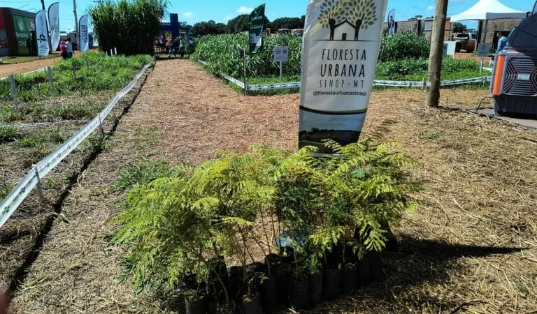 Associação ‘Floresta Urbana’ quer transformar Sinop na cidade mais arborizada do Brasil