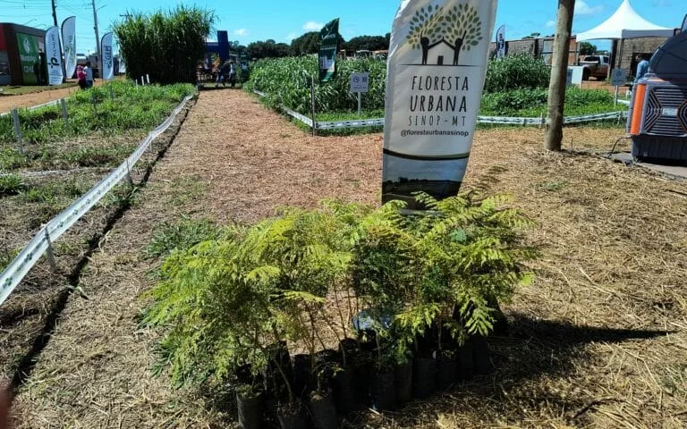 Associação ‘Floresta Urbana’ quer transformar Sinop na cidade mais arborizada do Brasil