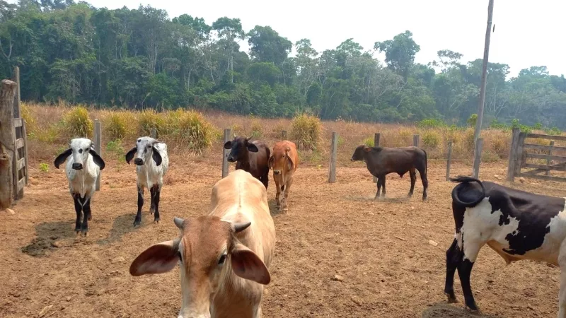 SEDEC alerta produtores para atualização do rebanho e vacina contra brucelose