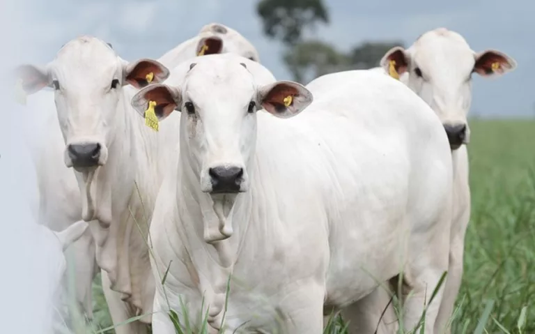 Campanha estadual de atualização de rebanhos termina nesta terça em MT
