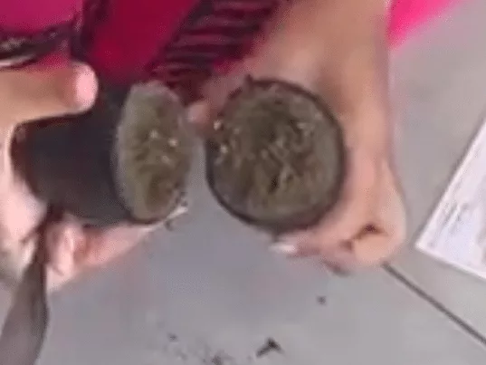 Visitantes são presas com drogas nas partes íntimas em penitenciária de Sinop