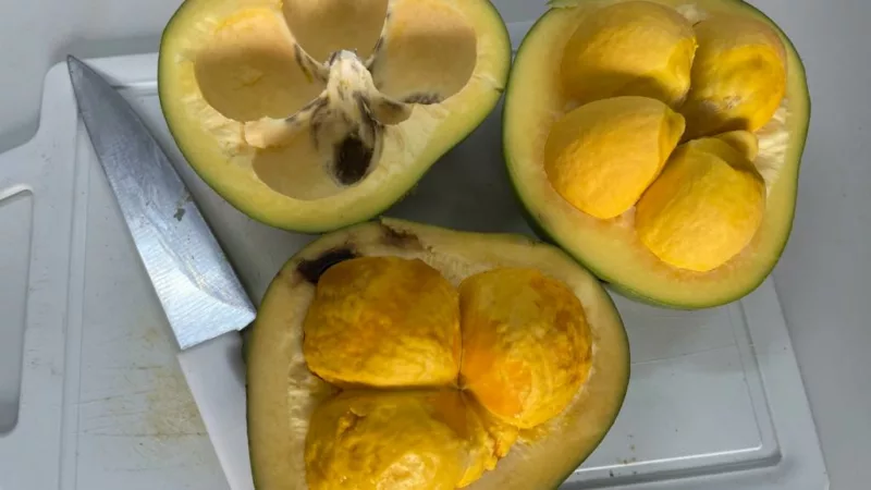 Pesquisadores estudam o potencial do óleo de pequi na cicatrização e regeneração dos tecidos da pele