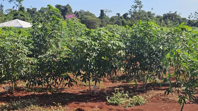 Governo de MT investe em pesquisa com mandioca para fortalecer a agricultura familiar