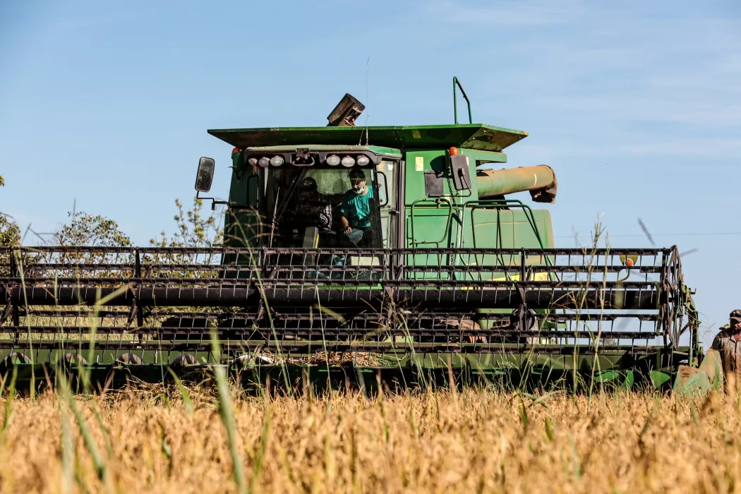Mato Grosso lidera produção nacional de arroz de sequeiro, aponta Anuário Brasileiro do Arroz 2025