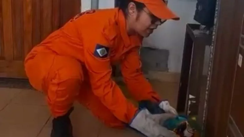Corpo de Bombeiros resgata arara atropelada por carreta