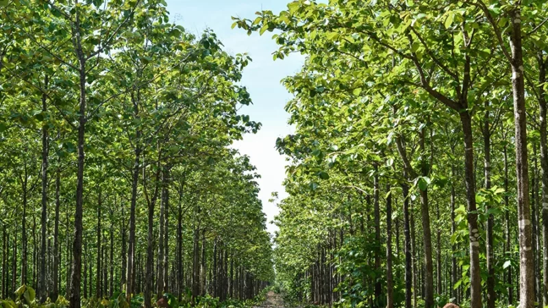 Sinop sedia evento para fortalecer reflorestamento, inovação e sustentabilidade florestal