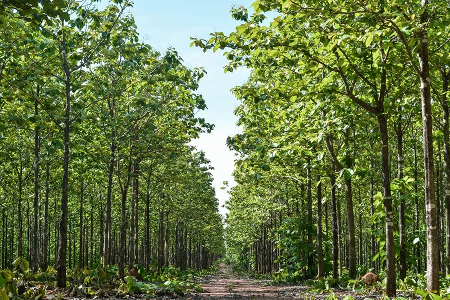 Sinop sedia evento para fortalecer reflorestamento, inovação e sustentabilidade florestal