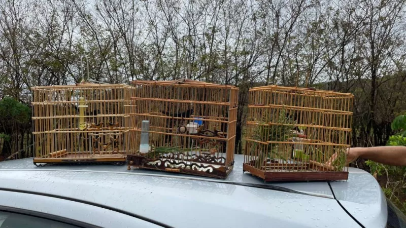 Polícia Civil prende dois homens por captura ilegal de pássaros silvestres