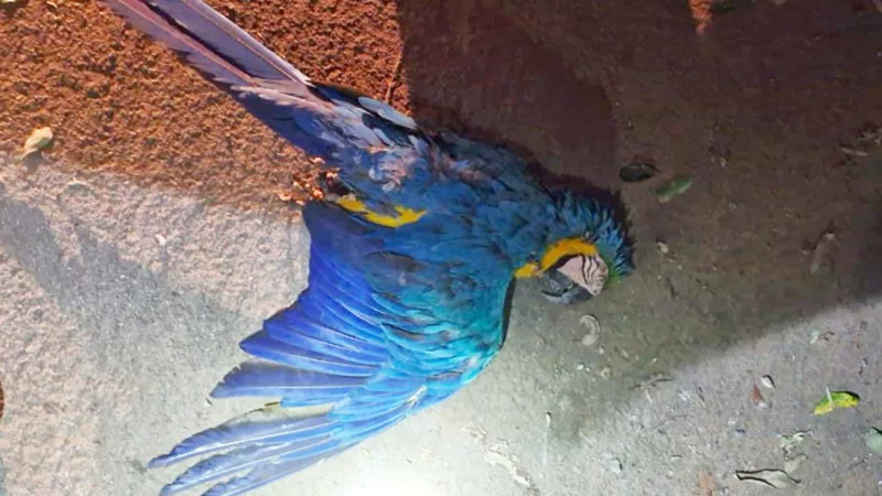Arara bate em rede de energia e deixa mais de 370 sem luz em Lucas do Rio Verde
