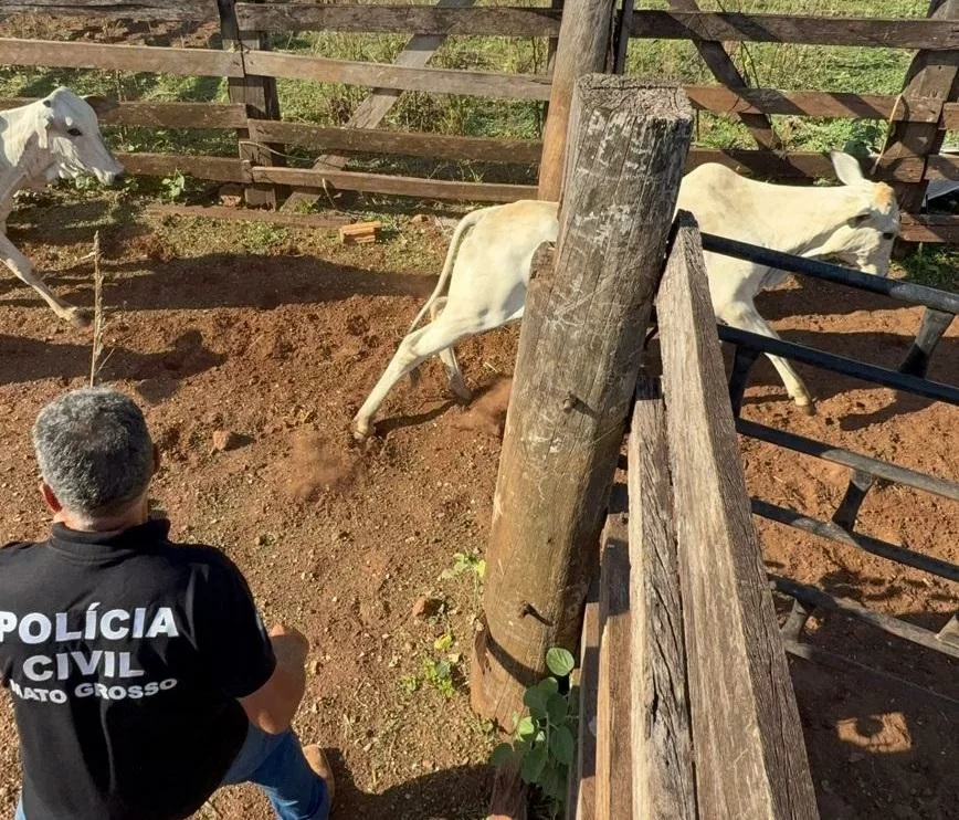 Polícia Civil de MT e Polícia Militar de GO recuperam novilhas e equinos furtados em fazenda de Canarana
