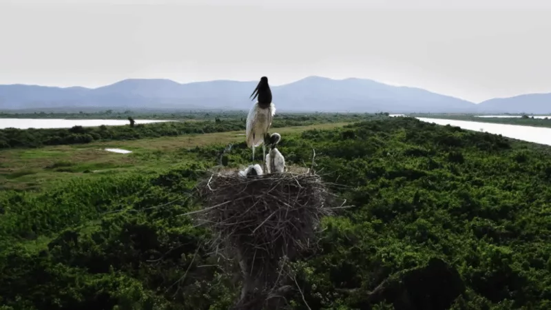 Mato Grosso sediará 1ª edição da COP Pantanal