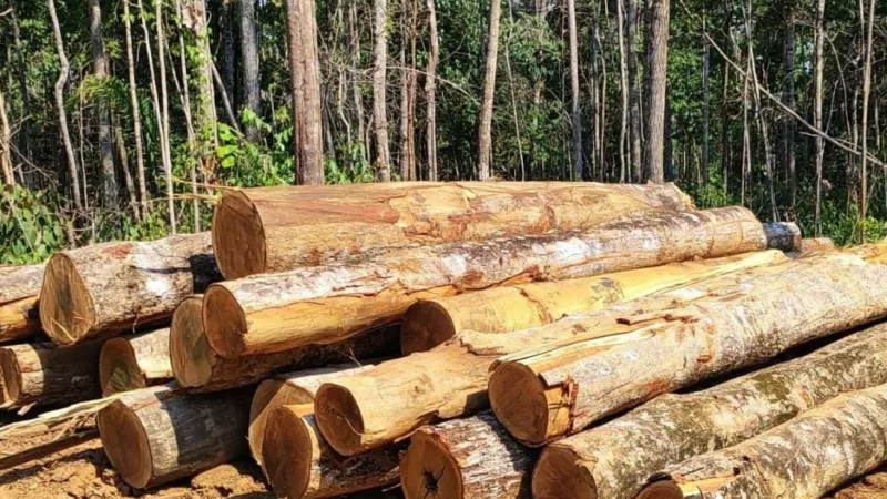Sema apreende trator e madeira ilegal durante operação no Nortão