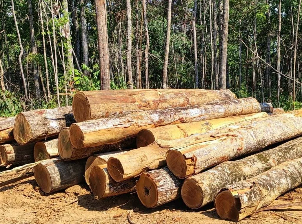 Sema apreende trator e madeira ilegal durante operação no Nortão