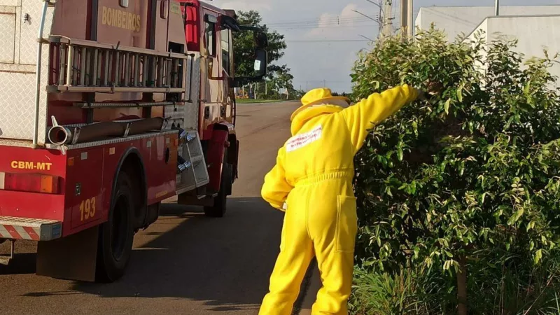 Corpo de Bombeiros remove enxame de marimbondos em árvore na calçada de bairro residencial