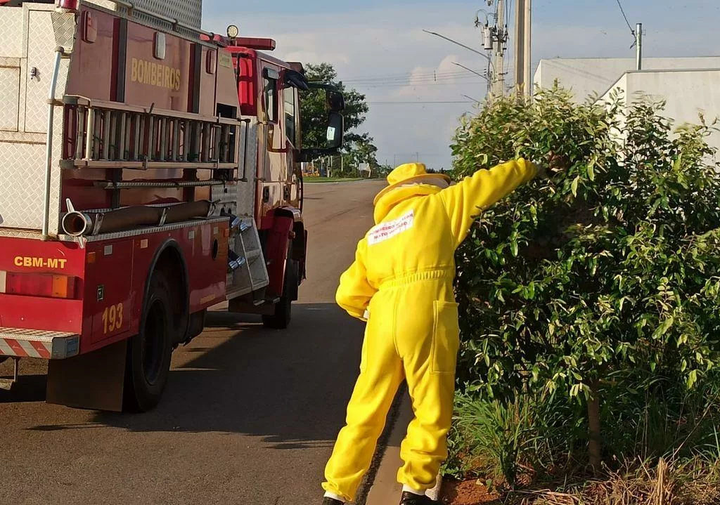 Corpo de Bombeiros remove enxame de marimbondos em árvore na calçada de bairro residencial