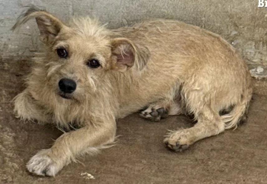 Polícia Civil prende cabeleireiro por maus-tratos a animais em Vila Rica