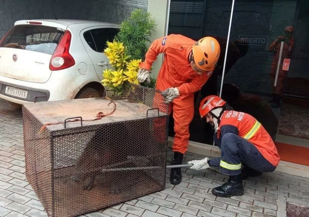 Corpo de Bombeiros é acionado para resgatar capivara que circulava em avenida central