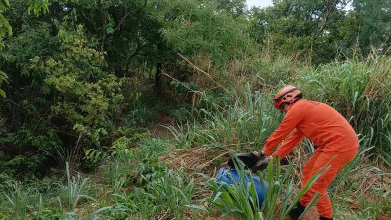 Corpo de Bombeiros é acionado para resgatar cobra caninana que entrou em residência