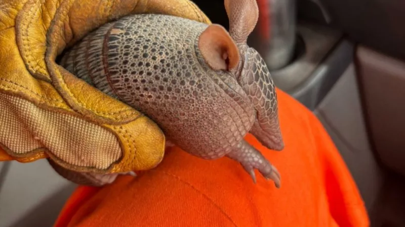 Corpo de Bombeiros Militar resgata tatu-bola de residência