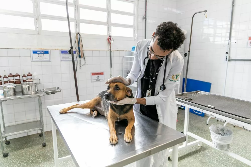 Bem-Estar Animal avança em capacidade de atendimento e reestruturação