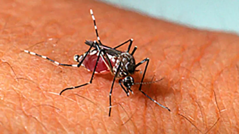 Sinop registra grande aumento nos casos de dengue e chikungunya no ano passado