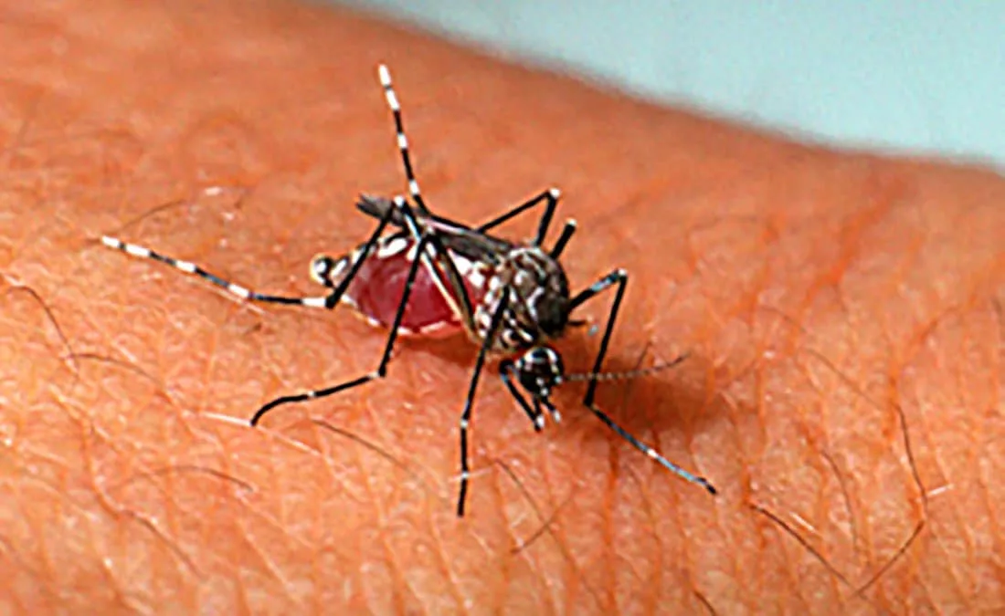 Sinop registra grande aumento nos casos de dengue e chikungunya no ano passado