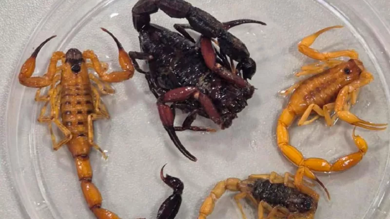 Crescem quase 19% os ataques de animais peçonhentos em Mato Grosso; escorpiões lideram